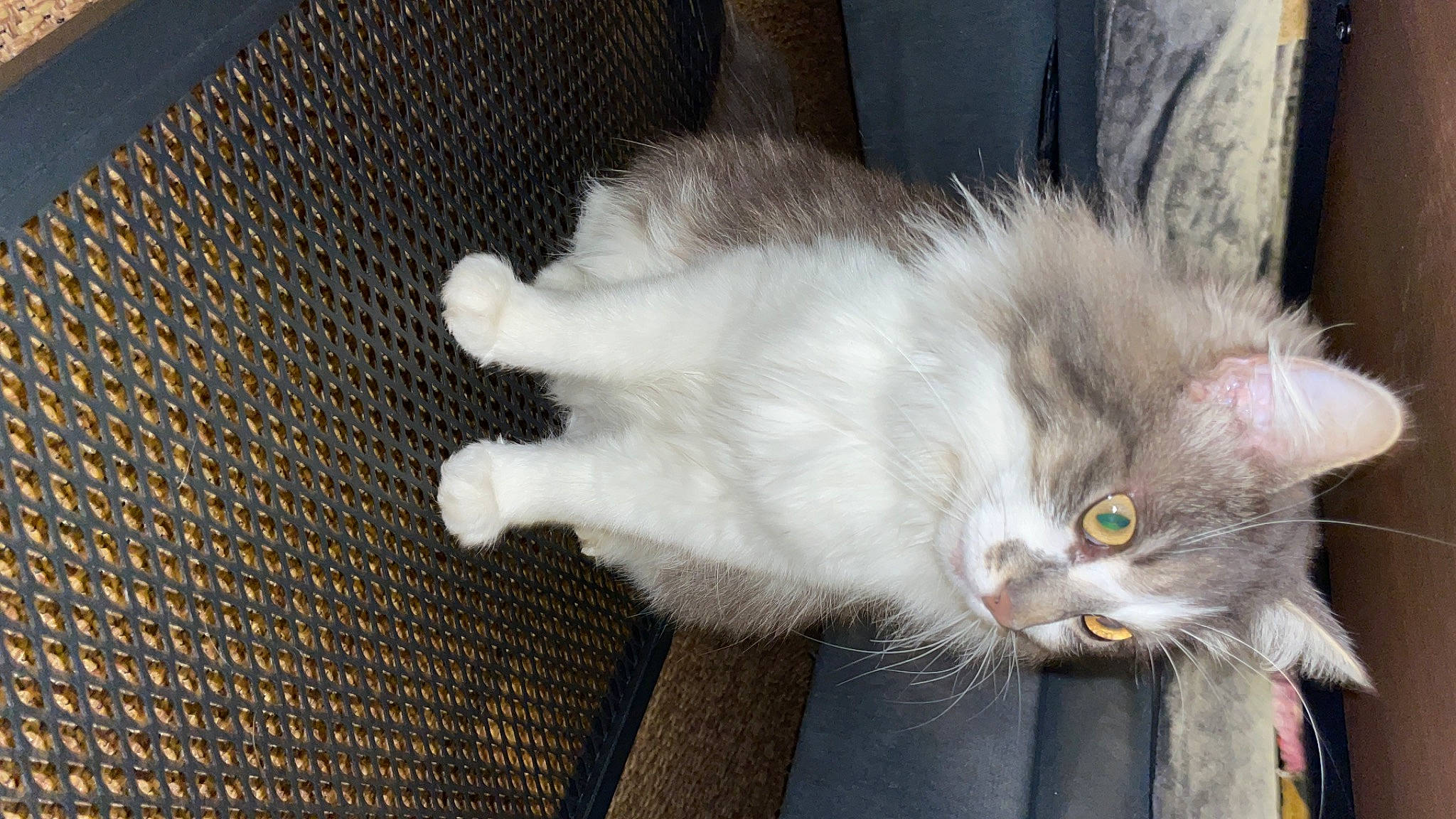 Youngi a rejoint le concours — aidez-le/la à gagner de superbes lots ! carnivore, cat, claw, domestic_short_haired_cat, fawn, felidae, fur, mesh, paw, small_to_medium_sized_cats, snout, tail, whiskers