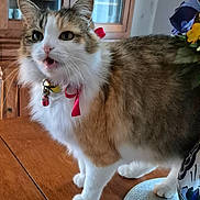 Belette participe au concours pour gagner de l'argent avec cette photo : cat, fluffy, ribbon, table, indoor, wooden_table, furniture, cabinet, pet, animal, meow, fur, white_paws, flowers, vase, curiosity, domestic, household, whiskers, collar