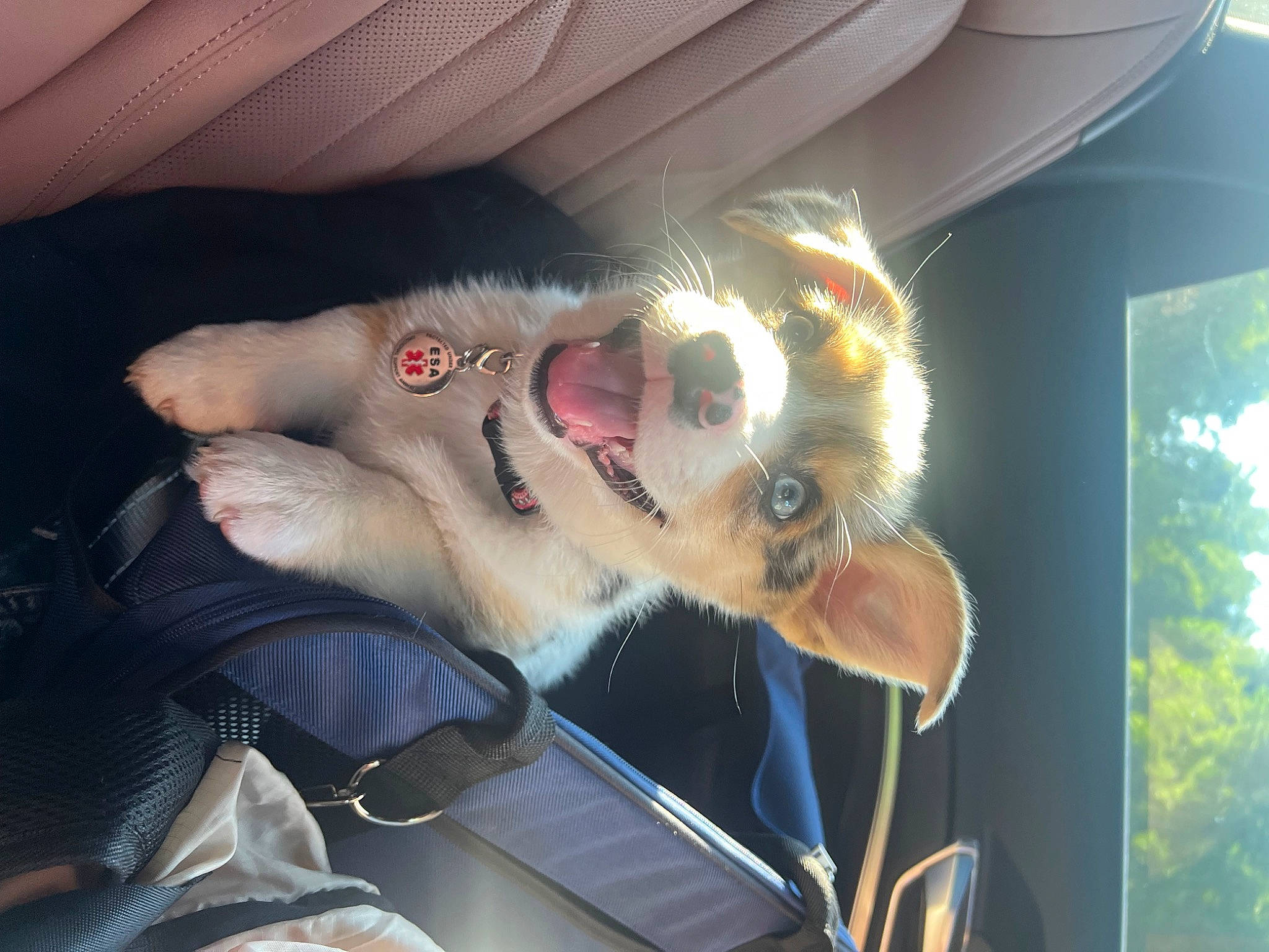 Duchess joined the competition — help win amazing prizes! canidae, carnivore, companion_dog, dog, dog_breed, ear, eyewear, fawn, felidae, fun, fur, gesture, jaw, mammal, small_to_medium_sized_cats, snout, sporting_group, vertebrate, whiskers, window