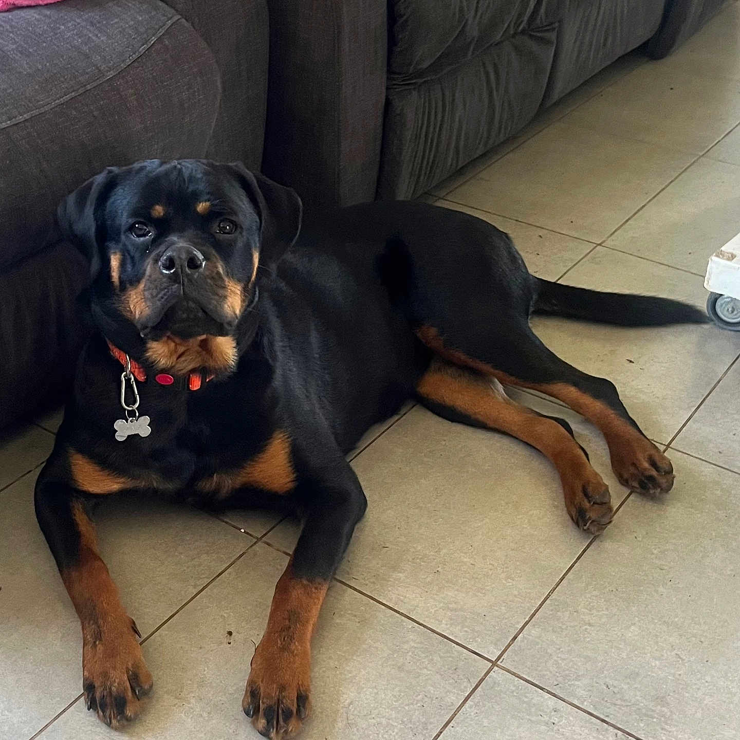 Una participe au concours pour gagner de l'argent avec cette photo : animal, bulldog, canine, couch, dog, dogbed, furniture, hound, labradorretriever, person, pet, pug, puppy, racket, sitting, snout, sport, tennis, tennisracket