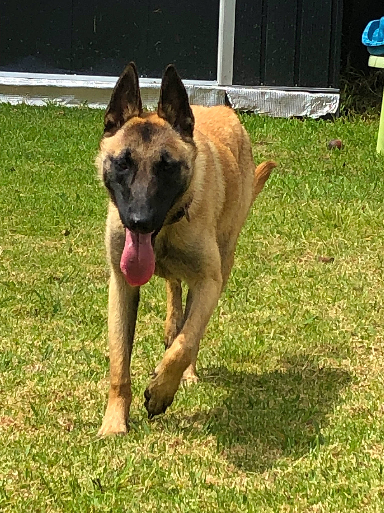 Soleil participe au concours pour gagner de l'argent avec cette photo : biting, canidae, carnivore, collar, companion_dog, dog, dog_breed, dog_supply, fawn, german_shepherd_dog, grass, herding_dog, old_german_shepherd_dog, plant, sporting_group, tail, terrestrial_animal, window, working_animal, working_dog