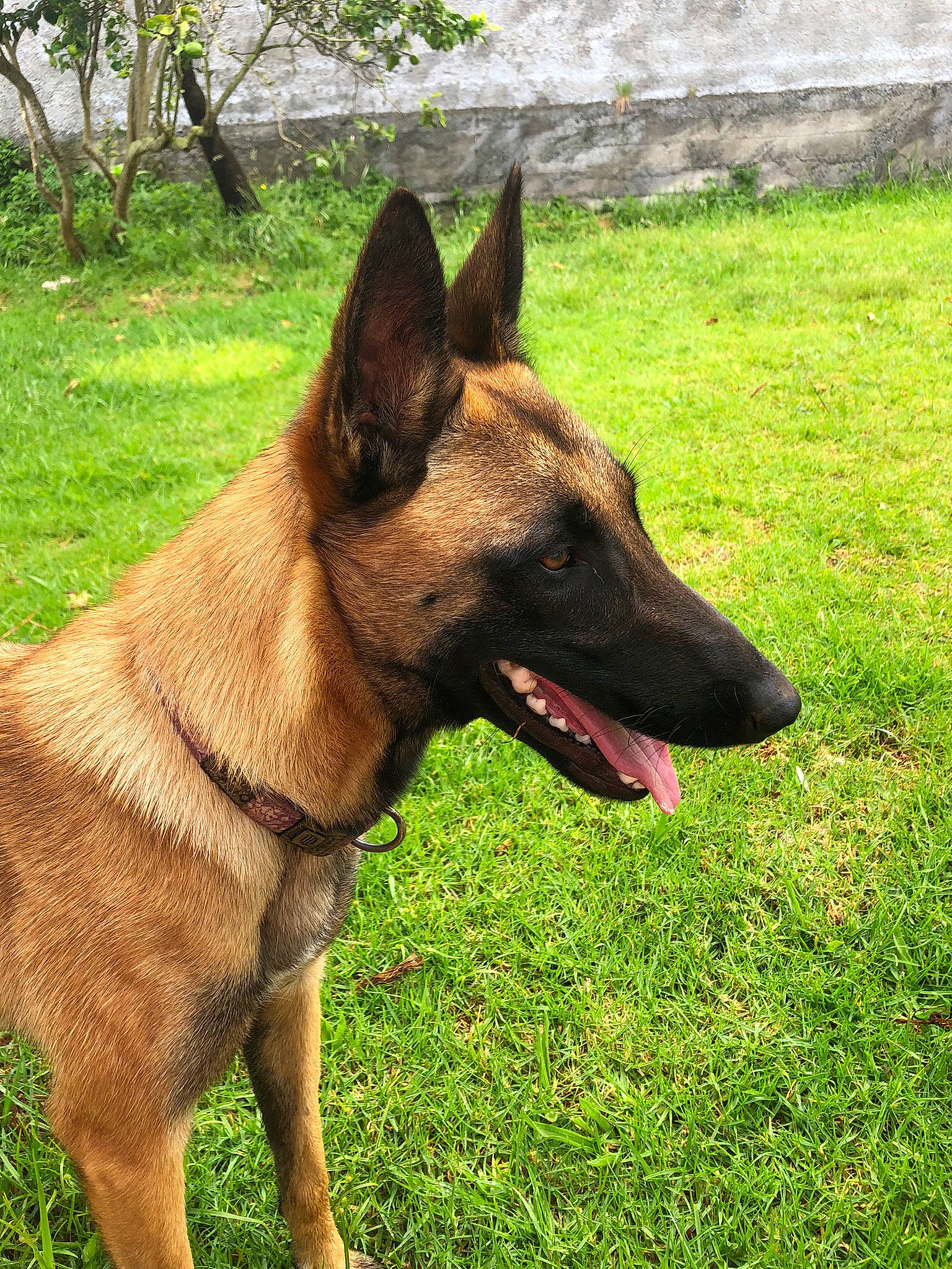 Soleil a rejoint le concours — aidez-le/la à gagner de superbes lots ! canidae, carnivore, collar, companion_dog, dog, dog_breed, dog_collar, dog_supply, fawn, german_shepherd_dog, grass, herding_dog, liver, pet_supply, plant, sporting_group, terrestrial_animal, wildlife, working_animal, working_dog