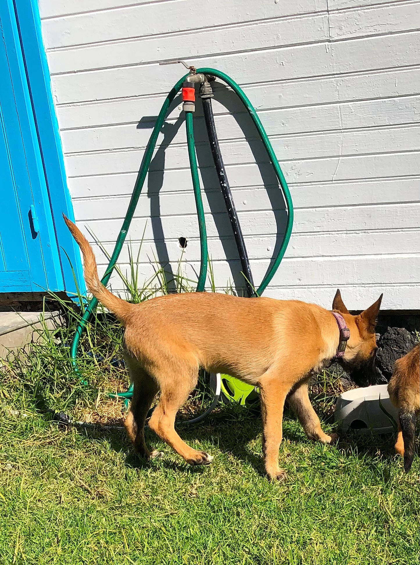 Soleil a rejoint le concours — aidez-le/la à gagner de superbes lots ! canidae, carnivore, collar, companion_dog, dog, dog_breed, dog_collar, dog_sports, dog_supply, fawn, grass, liver, metal, pet_supply, sporting_group, tail, terrestrial_animal, vehicle_door, wood, working_dog