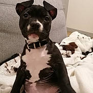 Athena a rejoint le concours — aidez-le/la à gagner de superbes lots ! dog, puppy, black_and_white, couch, blanket, collar, sitting, belly, paws, indoor, pet, looking_at_camera, ears, cute, relaxed, portrait, fur, muzzle, eyes, sofa