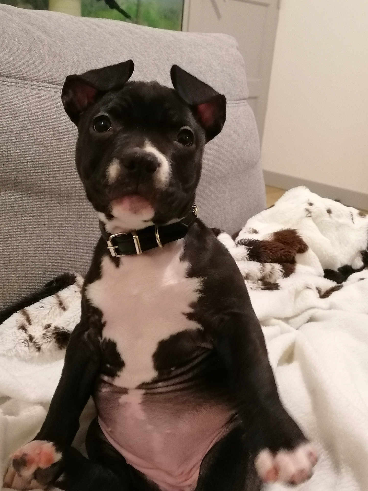 Athena a rejoint le concours — aidez-le/la à gagner de superbes lots ! dog, puppy, black_and_white, couch, blanket, collar, sitting, belly, paws, indoor, pet, looking_at_camera, ears, cute, relaxed, portrait, fur, muzzle, eyes, sofa