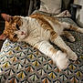 Gon participe au concours pour gagner de l'argent avec cette photo : cat, orange_cat, white_cat, bed, bedspread, patterned_bedspread, furniture, pillow, indoor, relaxed, lying_down, stretching, pet, animal, whiskers, ears, paws, sleepy, cozy, room