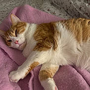 Gon participe au concours pour gagner de l'argent avec cette photo : cat, orange_cat, white_cat, pet, animal, sleepy, relaxed, indoor, bed, blanket, pink_blanket, fur, paw, whiskers, cozy, domestic_cat, cute, resting, soft, fluffy