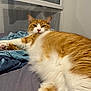 cat, orange_cat, white_cat, fluffy, pet, bed, blanket, window, indoor, relaxed, lying_down, feline, fur, whiskers, paw, resting, domestic_animal, animal, cozy, sleepy