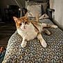 Gon a rejoint le concours — aidez-le/la à gagner de superbes lots ! cat, orange_cat, white_cat, indoor, chair, patterned_fabric, pillow, relaxed, pet, feline, domestic_cat, fur, whiskers, animal, looking, curious, cozy, home, resting, tail