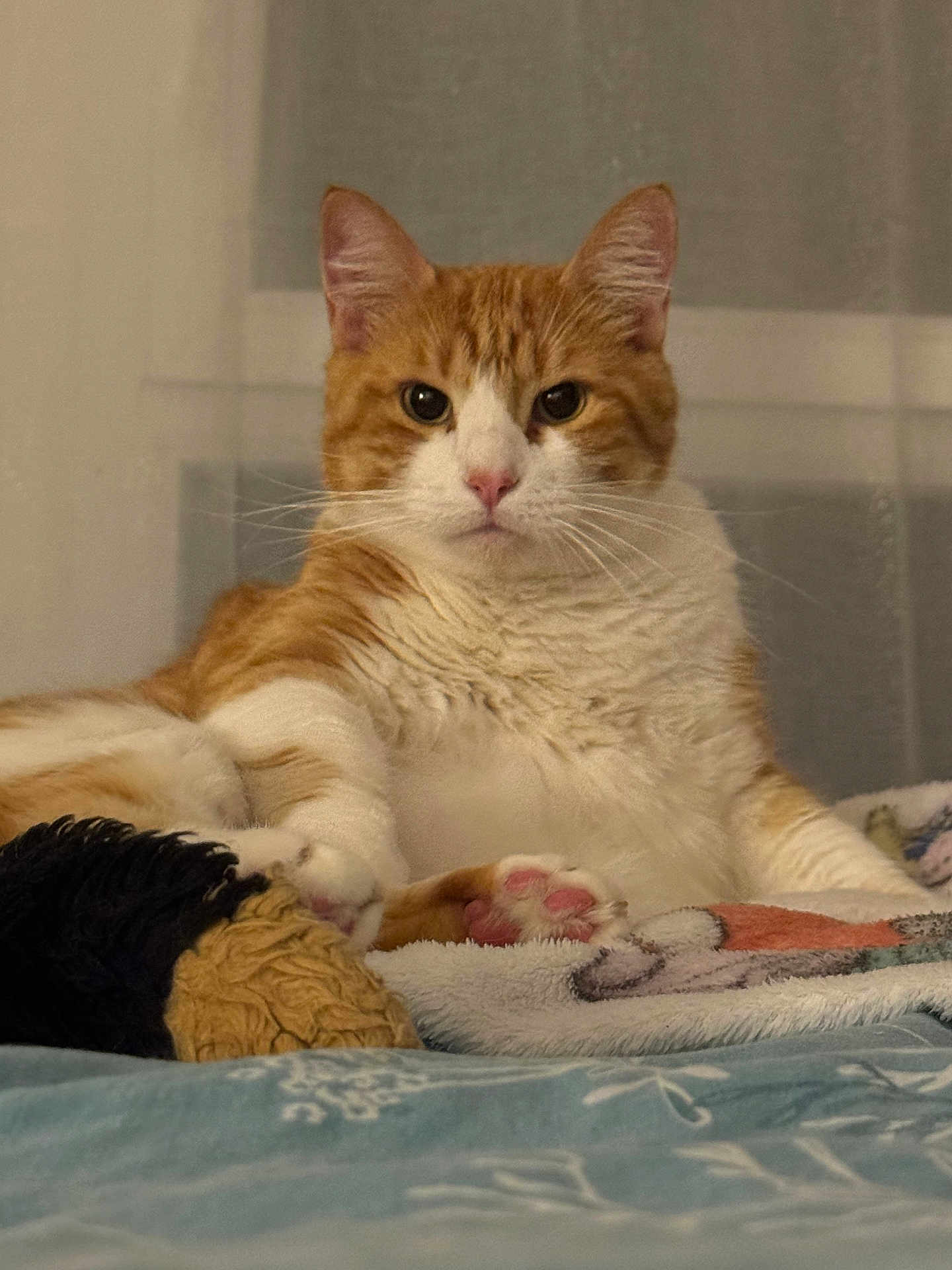 Gon a rejoint le concours — aidez-le/la à gagner de superbes lots ! cat, orange_cat, white_cat, pet, indoor, bed, blanket, paw, pink_paw, fur, whiskers, relaxed, looking_at_camera, cozy, feline, animal, cute, domestic_cat, resting, closeup
