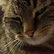 Luffy participe au concours pour gagner de l'argent avec cette photo : asian, carnivore, cat, close_up, domestic_short_haired_cat, dragon_li, european_shorthair, eye, felidae, fur, kitten, mammal, nose, pixie_bob, siberian, small_to_medium_sized_cats, snout, tabby_cat, whiskers, wild_cat