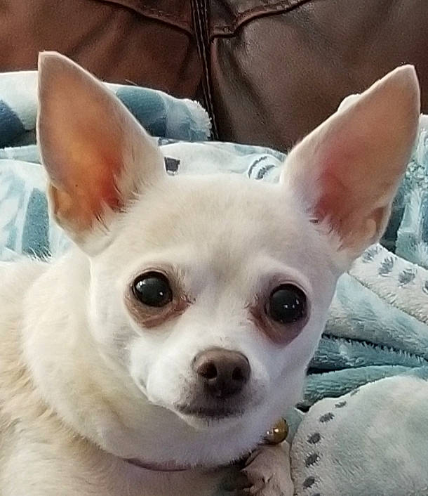 Kessy is registered to the contest to win money with this photo: canidae, carnivore, companion_dog, corgi_chihuahua, dog, dog_breed, dog_supply, ear, fawn, fur, head, jaw, non_sporting_group, nose, snout, terrestrial_animal, toy_dog, whiskers, working_animal