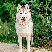 Quinn joined the competition — help win amazing prizes! dog, siberian_husky, animal, pet, outdoor, nature, greenery, gravel, path, tongue_out, happy, fur, ears, eyes, standing, canine, portrait, flora, summer, daylight