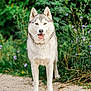 dog, siberian_husky, animal, pet, outdoor, nature, greenery, gravel, path, tongue_out, happy, fur, ears, eyes, standing, canine, portrait, flora, summer, daylight