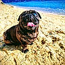 Carlos a rejoint le concours — aidez-le/la à gagner de superbes lots ! dog, pug, beach, sand, ocean, sky, clouds, tongue_out, happy, pet, animal, outdoor, sunny, one_blue_eye, one_brown_eye, portrait, cute, sitting, nature, water