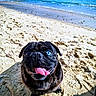 dog, pug, beach, sand, ocean, water, blue_eye, tongue_out, sunny, outdoor, pet, animal, happy, smiling, canine, nature, summer, shore, waves, closeup