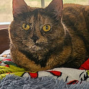 Foxy is registered to the contest to win money with this photo: blanket, calm_expression, cat, close_up, cozy, domestic_animal, ears, feline, fur, gaze, indoor, nose, pet, portrait, resting, soft_texture, tortoiseshell_cat, whiskers, window, yellow_eyes