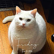 Whiskers is registered to the contest to win money with this photo: animal, calendar_text, cat, closeup, curious, curtain, cute, date, day, domestic, feline, flooring, fluffy, household, indoor, pet, sitting, slipper, white_cat, wooden_floor