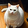 cat, white_cat, indoor, wooden_floor, pet, animal, fluffy, sitting, curious, household, slipper, curtain, flooring, domestic, cute, feline, closeup, calendar_text, date, day