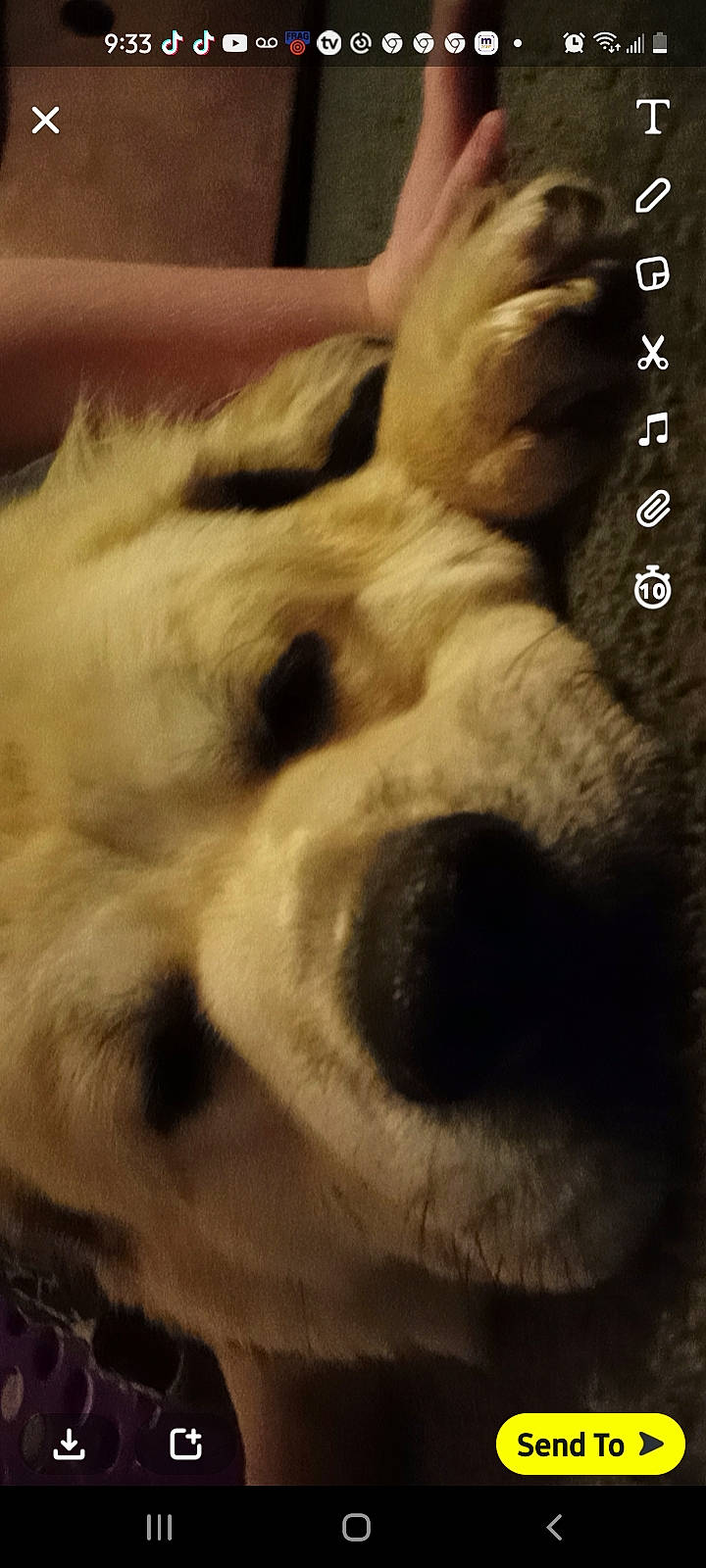 Wookee joined the competition — help win amazing prizes! canidae, carnivore, claw, cloud, companion_dog, dog, dog_breed, font, fur, gesture, love, paw, selfie, sky, small_to_medium_sized_cats, snout, sporting_group, tail, whiskers, working_animal