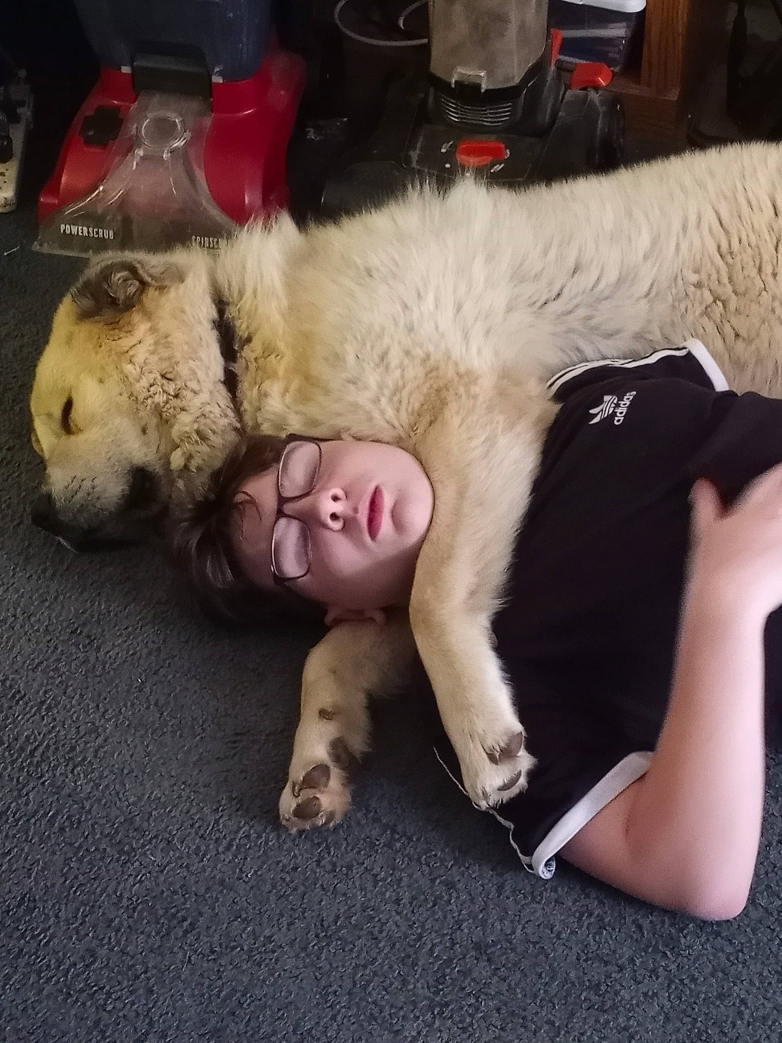 Wookee is registered to the contest to win money with this photo: canidae, carnivore, comfort, companion_dog, couch, dog, dog_breed, fawn, felidae, fur, fur_clothing, human_leg, nap, paw, small_to_medium_sized_cats, snout, stuffed_toy, toy, whiskers, working_animal