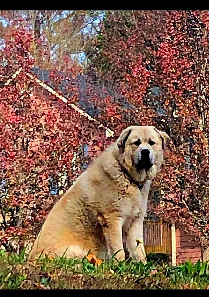 Wookee is registered to the contest to win money with this photo: adaptation, art, canidae, carnivore, companion_dog, dog, dog_breed, event, fawn, grass, landscape, natural_landscape, plant, snout, sporting_group, terrestrial_animal, tree, wildlife, working_animal, working_dog