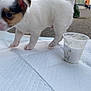 puppy, dog, white, black, brown, outdoor, greenery, building, plastic_cup, white_substance, curious, young, small, fur, pet, animal, pavement, daylight, nature, cute