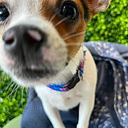 Peenut is registered to the contest to win money with this photo: dog, close_up, blurry, nose, eyes, collar, outdoor, greenery, fabric, pattern, pet, animal, curious, snout, small_dog, white_fur, brown_fur, black_nose, background, texture