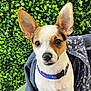 Peenut joined the competition — help win amazing prizes! dog, puppy, ears, collar, face, eyes, green_background, leafy, blue_fabric, pattern, close_up, pet, cute, animal, sitting, portrait, outdoor, young, fur, small