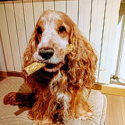 Jazz participe au concours pour gagner de l'argent avec cette photo : dog, pet, indoor, treat, long_hair, curly_fur, brown_fur, white_fur, sitting, floor, radiator, mat, cute, animal, companion, looking, face, snout, ears, domestic