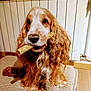 dog, pet, indoor, treat, long_hair, curly_fur, brown_fur, white_fur, sitting, floor, radiator, mat, cute, animal, companion, looking, face, snout, ears, domestic