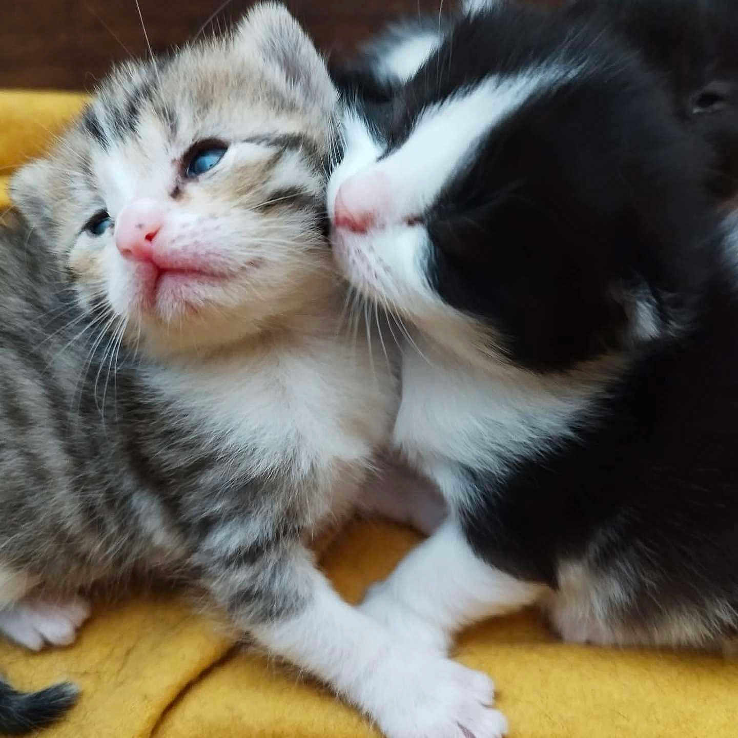 Tic Et Tac a rejoint le concours — aidez-le/la à gagner de superbes lots ! adorable, affection, animal, black_and_white, cat, closeup, cute, feline, fur, kitten, newborn, nose, pet, sleepy, snuggling, soft, tabby, tiny_paws, whiskers, yellow_blanket