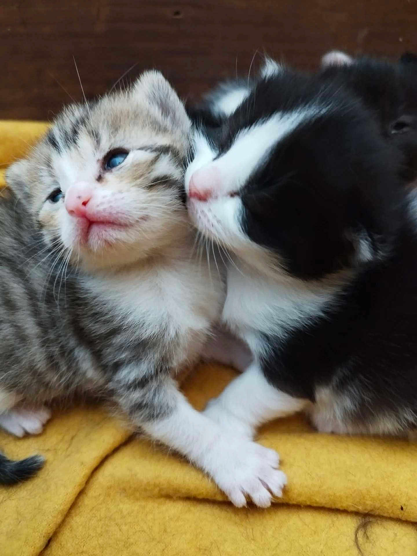 Tic Et Tac a rejoint le concours — aidez-le/la à gagner de superbes lots ! adorable, affection, animal, black_and_white, cat, closeup, cute, feline, fur, kitten, newborn, nose, pet, sleepy, snuggling, soft, tabby, tiny_paws, whiskers, yellow_blanket