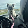 Slimshady is registered to the contest to win money with this photo: kitten, cat, dashboard, car_interior, leash, collar, blue_eyes, road, countryside, window, sky, clouds, vent, speedometer, pet, animal, small, cute, feline, indoor