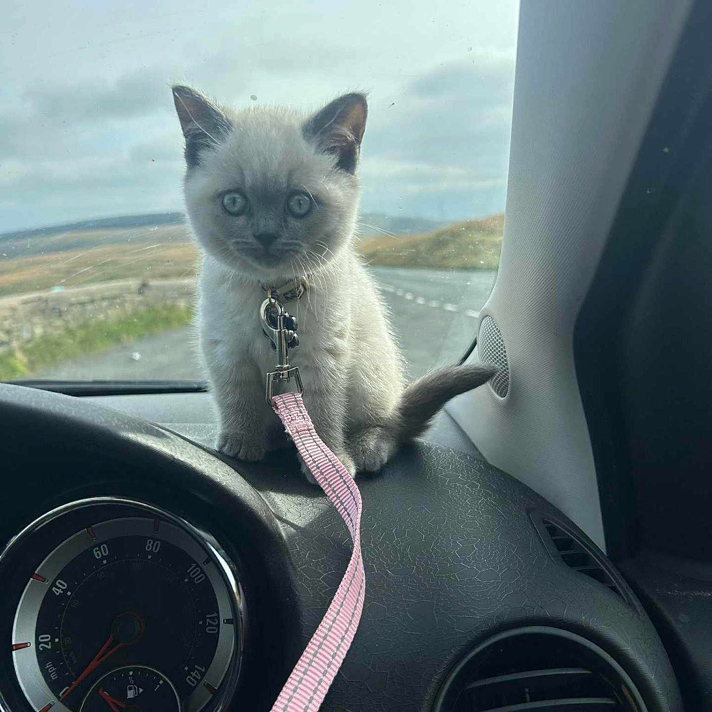 Slimshady is registered to the contest to win money with this photo: animal, blue_eyes, car_interior, cat, clouds, collar, countryside, cute, dashboard, feline, indoor, kitten, leash, pet, road, sky, small, speedometer, vent, window