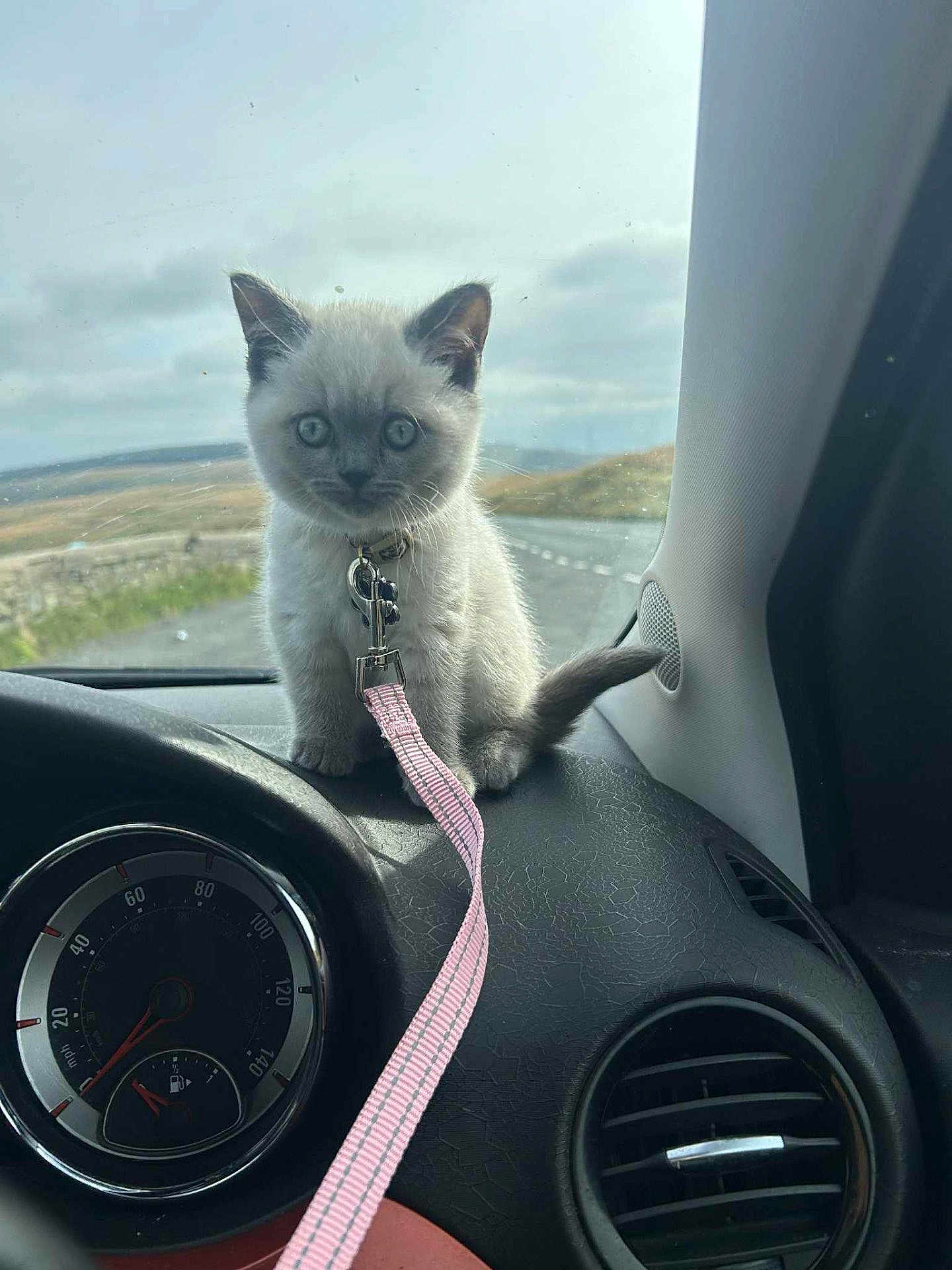 Slimshady is registered to the contest to win money with this photo: kitten, cat, dashboard, car_interior, leash, collar, blue_eyes, road, countryside, window, sky, clouds, vent, speedometer, pet, animal, small, cute, feline, indoor