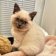 Slimshady is registered to the contest to win money with this photo: kitten, cat, animal, pet, fluffy, soft, blanket, toy, indoor, window, curious, cute, feline, ears, whiskers, nose, sitting, young, domestic, cozy