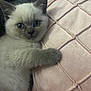 Slimshady is registered to the contest to win money with this photo: kitten, cat, blue_eyes, paw, fur, pink_pillow, cushion, texture, indoor, pet, cute, animal, soft, relaxed, close_up, feline, resting, adorable, young, cozy