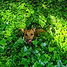Elliott a rejoint le concours — aidez-le/la à gagner de superbes lots ! animal, brown_dog, bush, camouflage, curious, dog, greenery, ivy, leaf, nature, outdoor, pet, plant, playful, shadows, small_dog, summer, sunlight, tongue_out, woodland