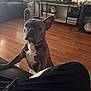 black_shorts, couch, cozy, curious, dog, ears, electronics, expression, face, french_bulldog, furniture, home, indoor, living_room, media_shelf, paws, person, pet, sitting, wooden_floor