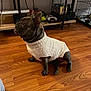 Bella is registered to the contest to win money with this photo: animal, attention, canine, clothing, companion, crate, cute, dog, domestic, ears, flooring, french_bulldog, fur, home, indoor, looking, pet, sitting, sweater, wooden_floor