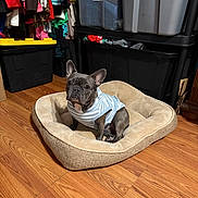 Bella is registered to the contest to win money with this photo: dog, french_bulldog, pet, dog_bed, clothing, closet, storage_bins, wood_floor, indoor, sitting, striped_sweater, brown_dog_bed, alert, ears_up, flooring, household, organized, plastic_container, furniture, casual