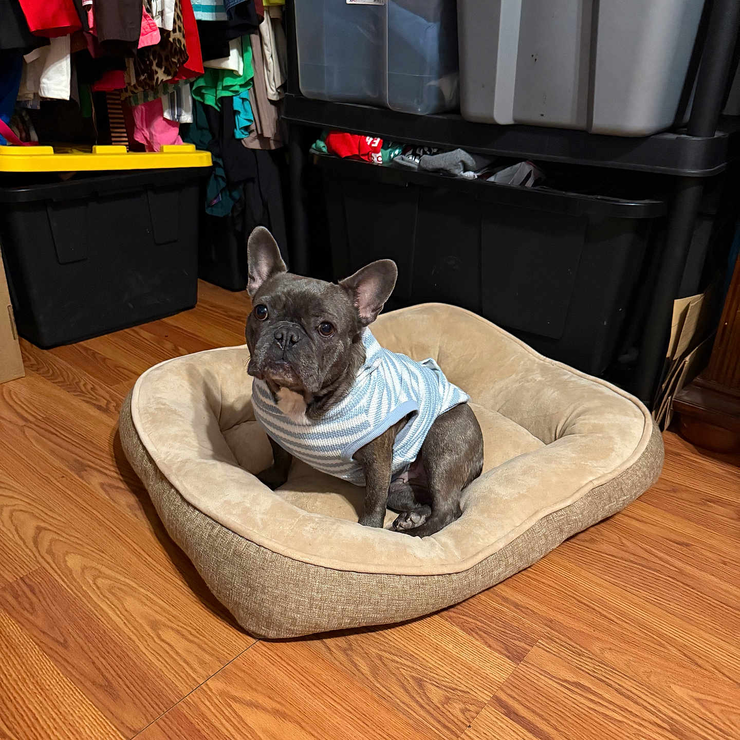 Bella is registered to the contest to win money with this photo: alert, brown_dog_bed, casual, closet, clothing, dog, dog_bed, ears_up, flooring, french_bulldog, furniture, household, indoor, organized, pet, plastic_container, sitting, storage_bins, striped_sweater, wood_floor