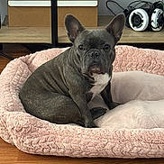 Bella joined the competition — help win amazing prizes! dog, french_bulldog, pet_bed, pink, fluffy, wooden_floor, indoor, sitting, ears_up, looking_at_camera, shelf, headphones, gray_dog, white_chest, compact_dog, domestic_animal, cute, pet, animal, cozy