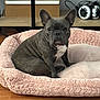 dog, french_bulldog, pet_bed, pink, fluffy, wooden_floor, indoor, sitting, ears_up, looking_at_camera, shelf, headphones, gray_dog, white_chest, compact_dog, domestic_animal, cute, pet, animal, cozy