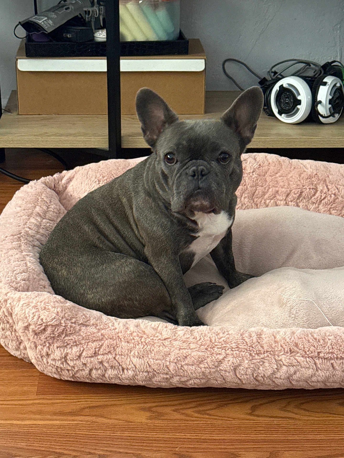 Bella joined the competition — help win amazing prizes! dog, french_bulldog, pet_bed, pink, fluffy, wooden_floor, indoor, sitting, ears_up, looking_at_camera, shelf, headphones, gray_dog, white_chest, compact_dog, domestic_animal, cute, pet, animal, cozy