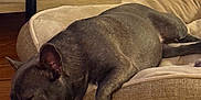 Bella is registered to the contest to win money with this photo: brown, canine, closeup, cozy, dog, dog_bed, domestic, ears, french_bulldog, fur, home, indoor, napping, paw, pet, quiet, relaxation, resting, sleeping, wooden_floor