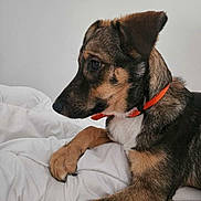 Mihawk participe au concours pour gagner de l'argent avec cette photo : accessories, animal, beagle, bed, blanket, canine, collar, couch, dog, furniture, germanshepherd, hound, husky, labradorretriever, person, pet, puppy, sleeping, snout, strap