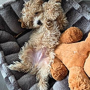Archie is registered to the contest to win money with this photo: puppy, dog, curly_fur, pet_bed, plush_toy, cozy, relaxed, cute, fluffy, indoor, animal, sleeping_position, brown, gray, soft, toy, laying_down, adorable, companion, pet