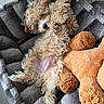 puppy, dog, curly_fur, pet_bed, plush_toy, cozy, relaxed, cute, fluffy, indoor, animal, sleeping_position, brown, gray, soft, toy, laying_down, adorable, companion, pet